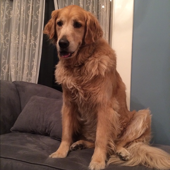 Meet your Posher, Naomi - Picture 3 of 3